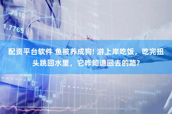 配资平台软件 鱼被养成狗! 游上岸吃饭，吃完扭头跳回水里，它咋知道回去的路?